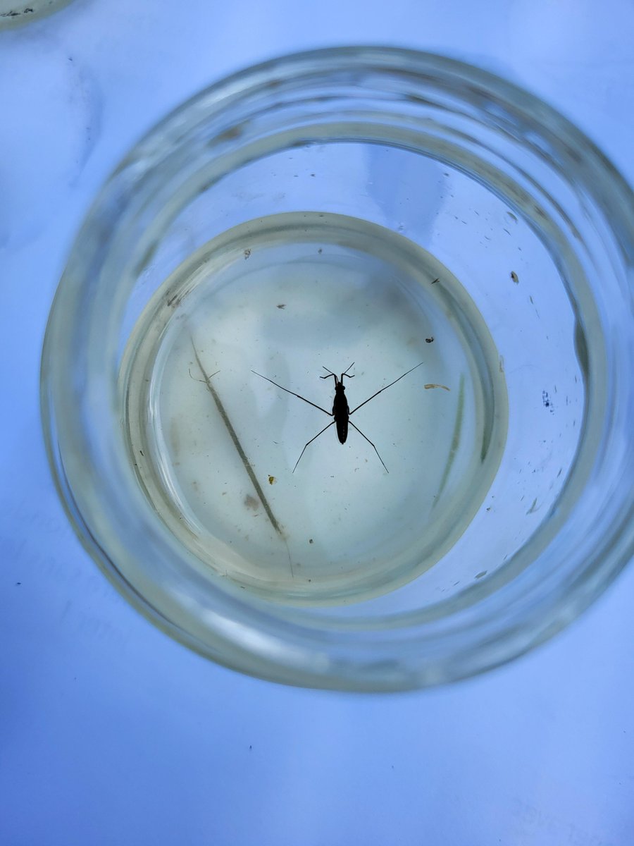 Les #élèvesDesAndaines ont fait l'inventaire de la mare du collège J.Brel de la #Ferté-Macé
La biodiversité s'améliore depuis l'année dernière grâce au travail de nettoyage des élèves de l'option #ELDD 🐛🦟🪳👍
<a href="/EddCaen/">Equipe EDD Normandie</a> <a href="/ac_normandie/">Académie de Normandie</a> <a href="/dsden61/">DSDEN61</a> <a href="/RegionNormandie/">Région Normandie</a>