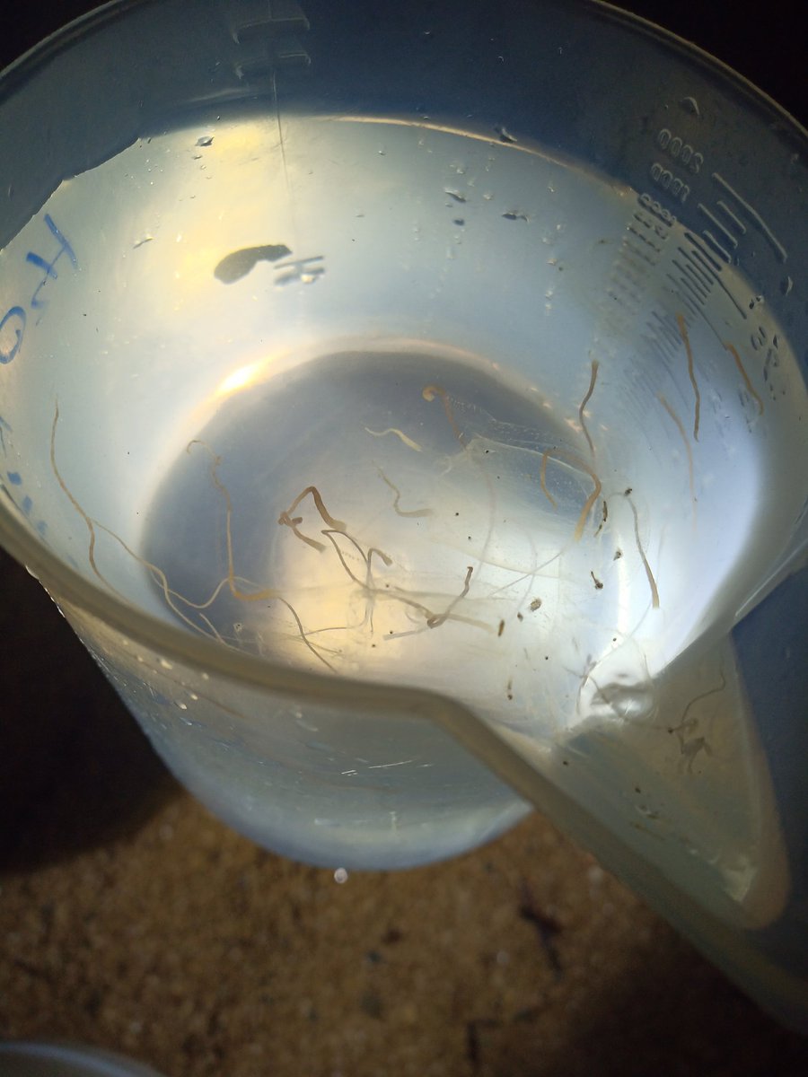 Aprovechando que las #cubomedusas tienen ojos, 24 para ser exactos, y que presentan #fototropismo positivo... Ayer hicimos un muestreo nocturno y ....Volvemos a ser un "hotspot" de #carybdeamarsupialis!! 
#jellyfish #boxjellyfish #cubozoa 

<a href="/ua_universidad/">Universidad de Alicante UA</a> <a href="/ciencias_ua/">CienciasUA</a> <a href="/uadivulga/">UA Divulga</a>