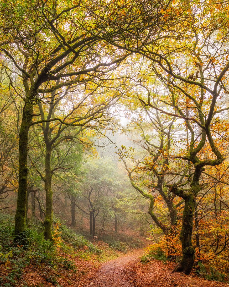 Day 15 of my futile one-woman crusade to keep real images popping up on your feed rather than AI.

Autumnal archway in Clent, Worcestershire. The end of autumn is often my favourite, when the colours are at their most intense 🧡