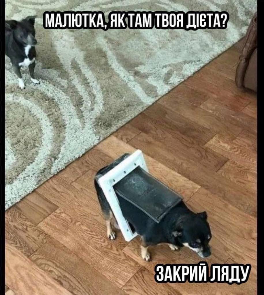 edip_edip_edip's tweet photo. Ок, я крепко захворіла, мисленнєва діяльність автоматично припинилася, тож на честь цього, а також на замовлення @_CyAUnide_ — ТРЕД на 37 моїх найулюбленіших мемів. https://t.co/qysEtlNgrT