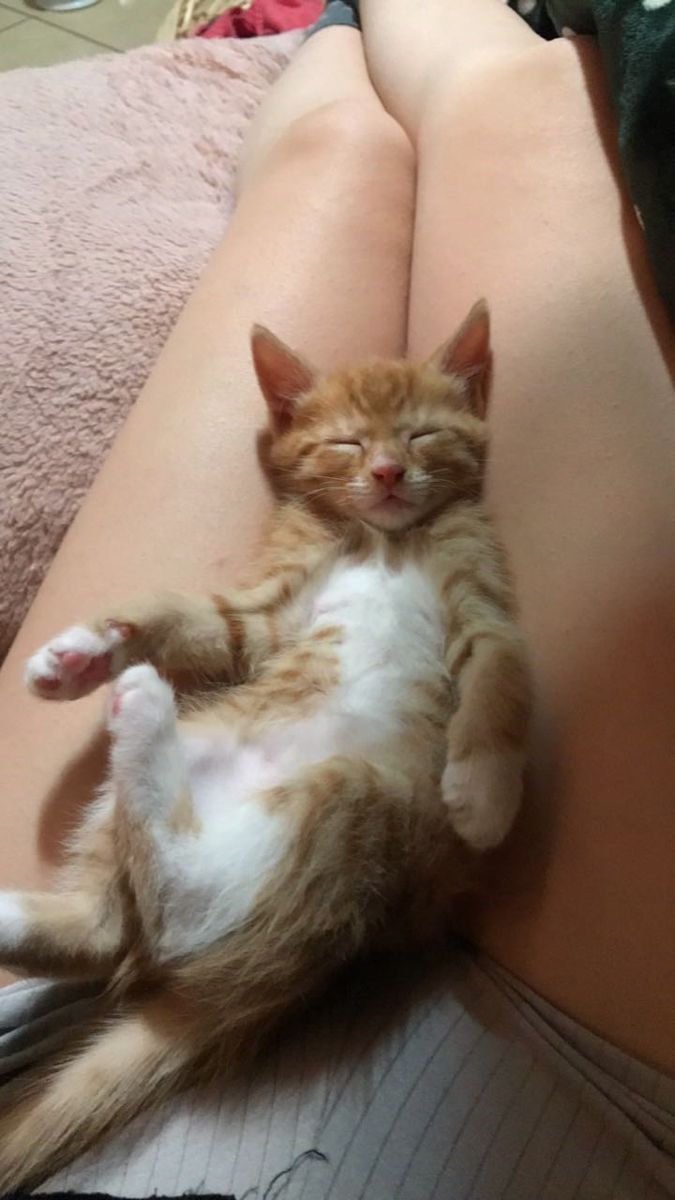 iimhootepp's tweet photo. Yicemmm yaaaaa 🐈❤️ https://t.co/ije9rggFBC