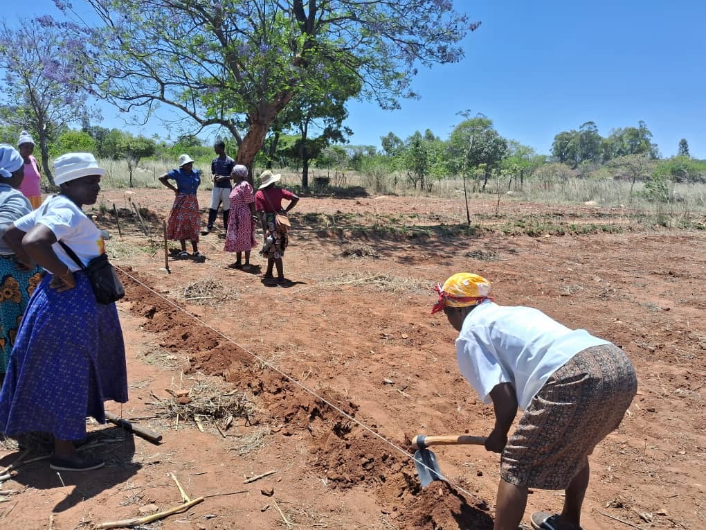 In Hwedza, lead farmers are diligently preparing their land for demonstration plots, embracing one of the Pfumvudza 4 principles of minimal soil disturbance. We are cultivating sustainable agricultural practices that enhance productivity and protect our precious soil. #Pfumvudza