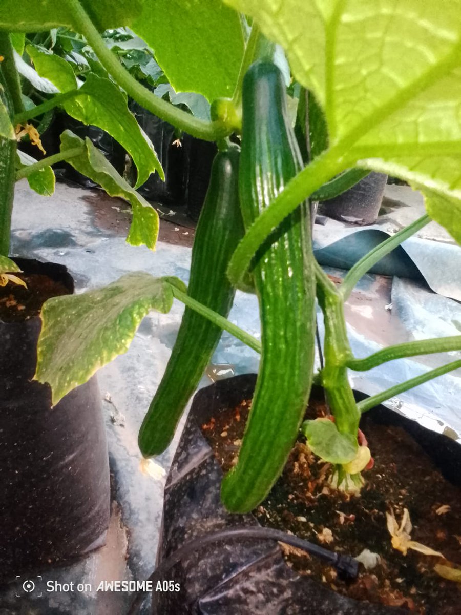 NatureGrowers_'s tweet photo. These fruits are a reflection of our resilience. Resilience doesn't mean we won’t feel pain; it simply means we will keep going despite the odds, until things work out. https://t.co/7GDYrkEnkS