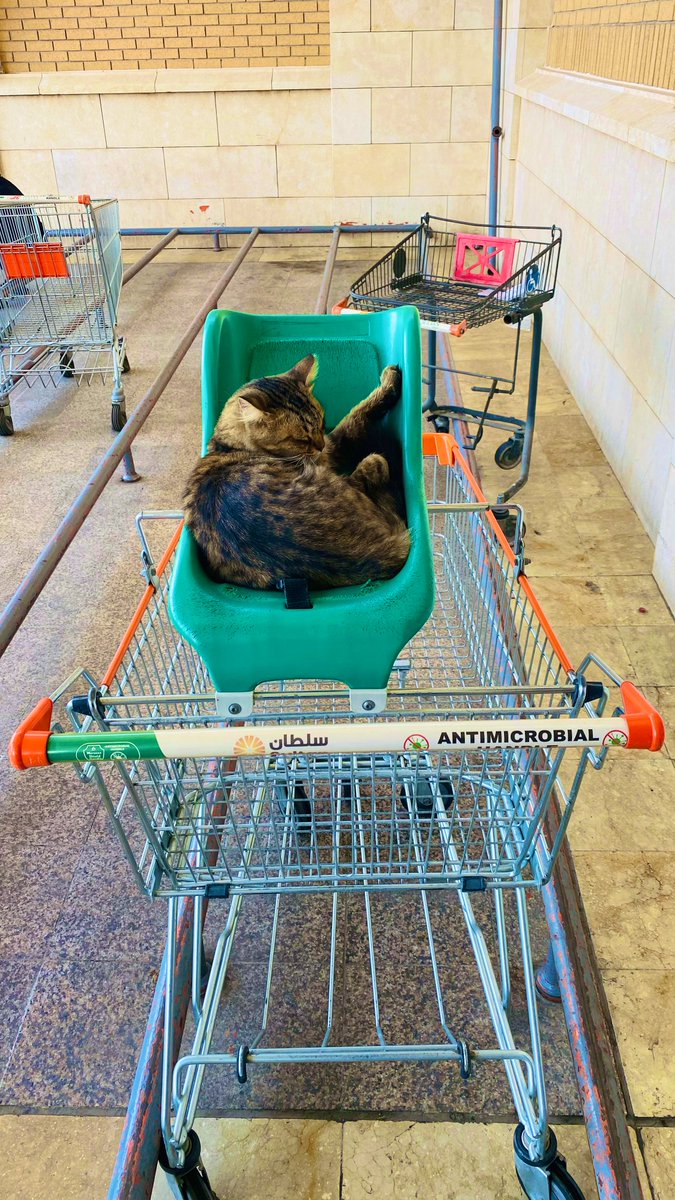 DinaH41's tweet photo. The cart purrr chase is fur real.
#CatMom #FelineGood https://t.co/9C2Qnba0tq