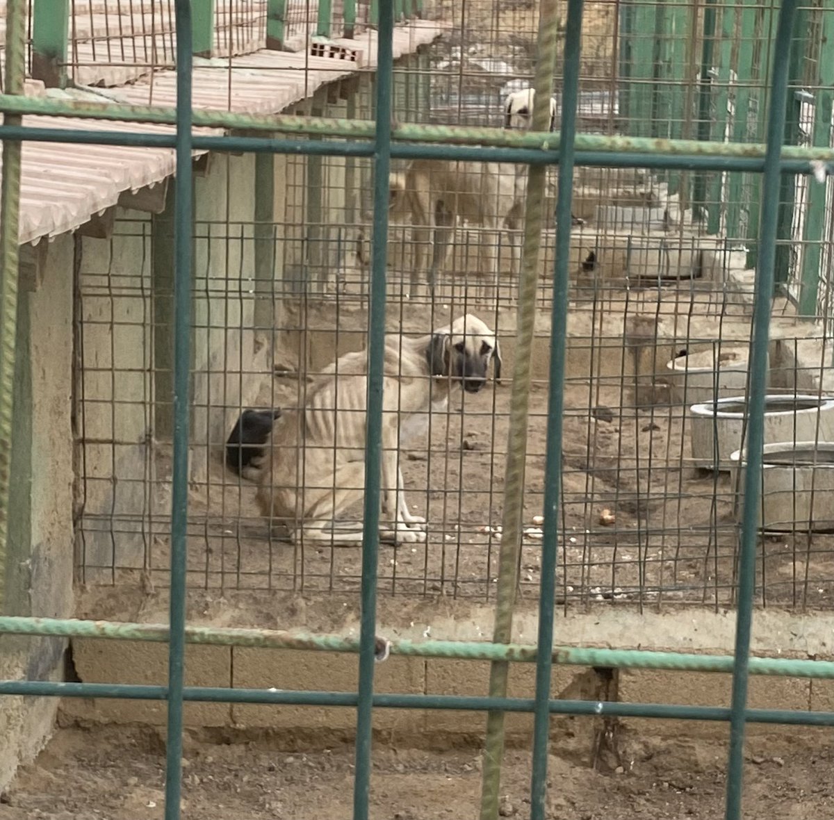 umutperver40's tweet photo. Şereflikoçhisar barınağı...

Bir nakillik destek bulsam gitsem alabildigim kadar alsam cikartsam 😔 https://t.co/IaKSJ4aMt0