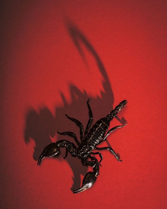 soulaaangel's tweet photo. the sun is in scorpio https://t.co/cC2c5id1iP