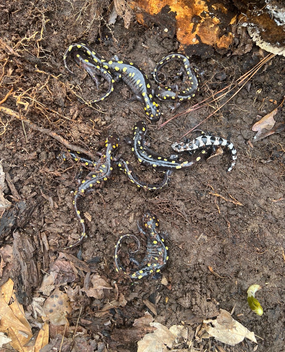 Heed the herd! It's officially #AmbystomaWeek!

That's right: a group of salamanders is sometimes referred to as a "herd", and #AmbystomaWeek2024 kicks off today with this slimy selection of Spotted (Ambystoma maculatum) and Marbled (A. opacum) Salamanders!