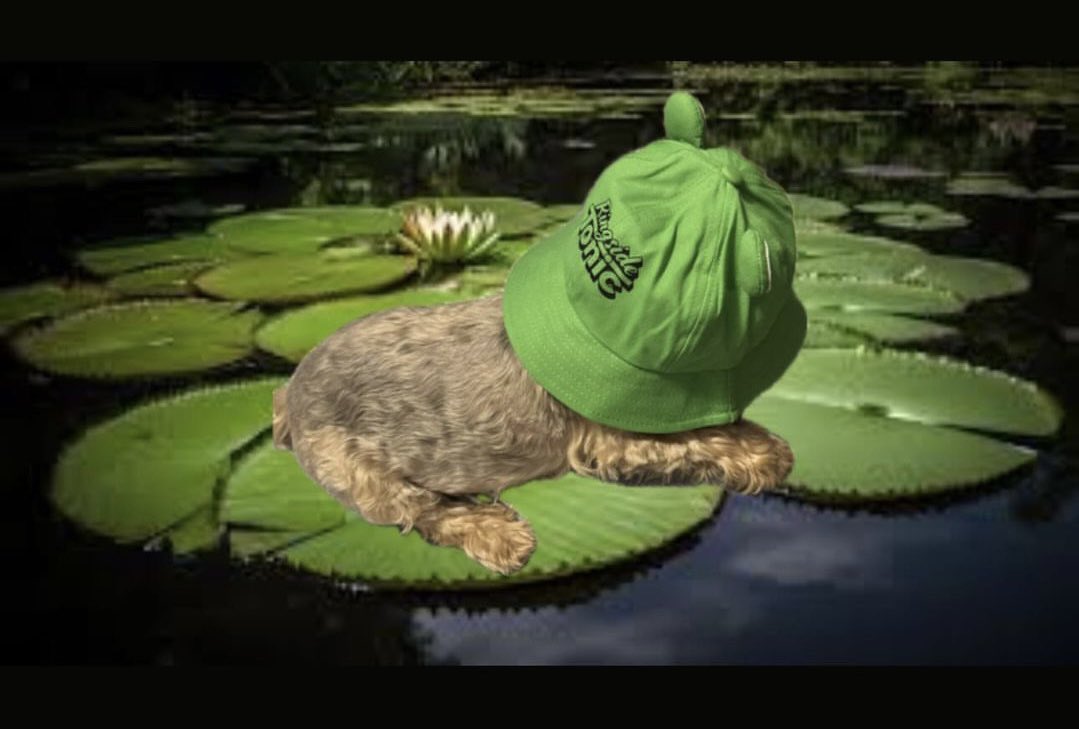 Buy our merch we got Froggie hats now