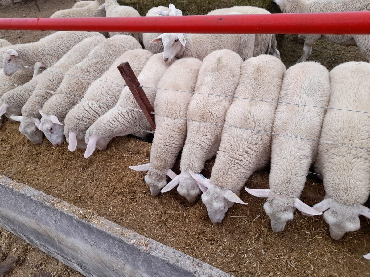 Recomendaciones para la implementación del engorde a corral de #corderos🐑

Con el objetivo de mejorar la productividad y calidad de la carne en la región, especialistas del INTA San Luis implementó esta técnica que optimiza el rendimiento animal.

👉🏼bit.ly/48hQ0de
