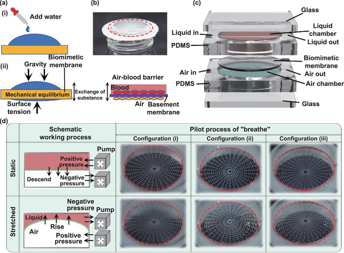 IntJExtremManuf's tweet photo. A bionic controllable strain #membrane for cell stretching at air-liquid interface inspired by #papercutting

Open Access in #IJEM 👉https://t.co/Mc0YMYdHTh

#ExtremeManufacturing #lung #alveoli #biomimetic #gelMA #polycaprolactone https://t.co/ss4WPi8yjw