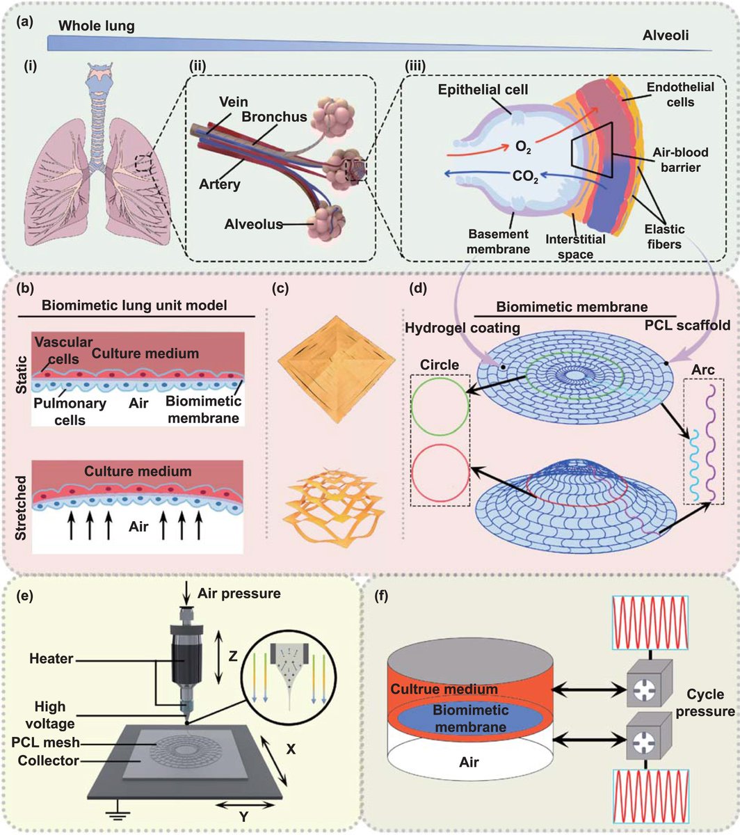 IntJExtremManuf's tweet photo. A bionic controllable strain #membrane for cell stretching at air-liquid interface inspired by #papercutting

Open Access in #IJEM 👉https://t.co/Mc0YMYdHTh

#ExtremeManufacturing #lung #alveoli #biomimetic #gelMA #polycaprolactone https://t.co/ss4WPi8yjw
