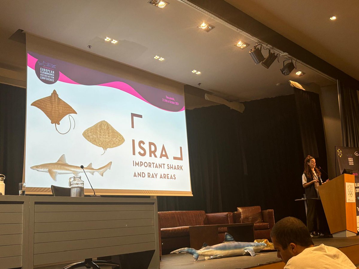 Sara A.A.Al Mabruk (@sara_almabruk) on Twitter photo Reuniting with old friends and Shark always feels great
#EEA2024
#Thessaloniki
@IseaOrg
<a href="/saveourseas/">Save Our Seas</a>
<a href="/angelshark2014/">Angel Shark Project</a> @ Reuniting with old friends and Shark always feels great
#EEA2024
#Thessaloniki
@IseaOrg
<a href="/saveourseas/">Save Our Seas</a>
<a href="/angelshark2014/">Angel Shark Project</a> @