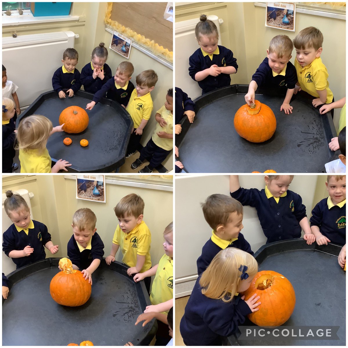 LittlePinecone1's tweet photo. Today we spent time exploring a pumpkin by taking the top off to see what was inside 🎃 We then put the pulp and seeds on a tuff tray so we could investigate further.
#PinehurstScience @PinehurstP https://t.co/igpaiqagkx