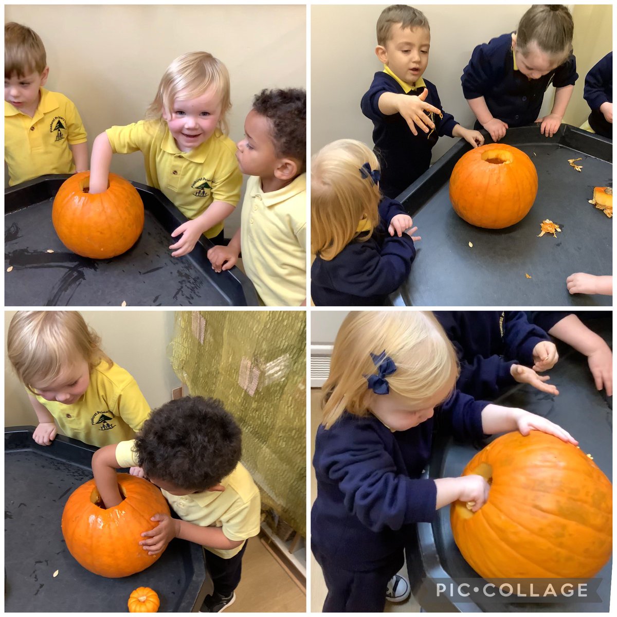 LittlePinecone1's tweet photo. Today we spent time exploring a pumpkin by taking the top off to see what was inside 🎃 We then put the pulp and seeds on a tuff tray so we could investigate further.
#PinehurstScience @PinehurstP https://t.co/igpaiqagkx