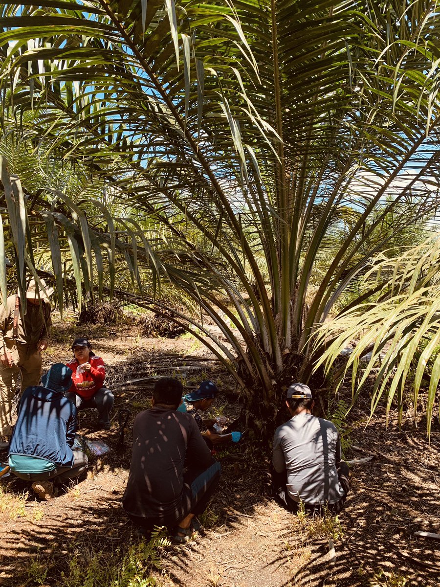 Excited to initiate scientific expeditions in Malaysia's tropical #peatlands! Study on pristine and oil palm plantations focuses on GHG, microbiome, soil chemical and isotope analysis. Thanks to collaborators @Tropi Institute Sarawak <a href="/KITKarlsruhe/">Shmoopy</a> <a href="/unitartu/">University of Tartu</a> <a href="/helsinkiuni/">University of Helsinki</a> <a href="/LiWeFor/">LiWeFor</a>