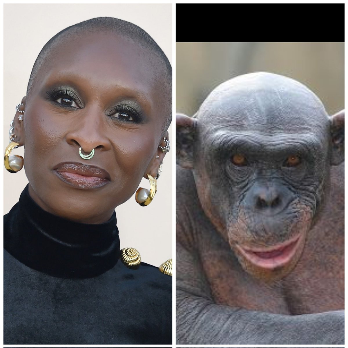 The new #planetoftheapes movie is going to be #wicked cool!
.
.
.
#Wickedmovie