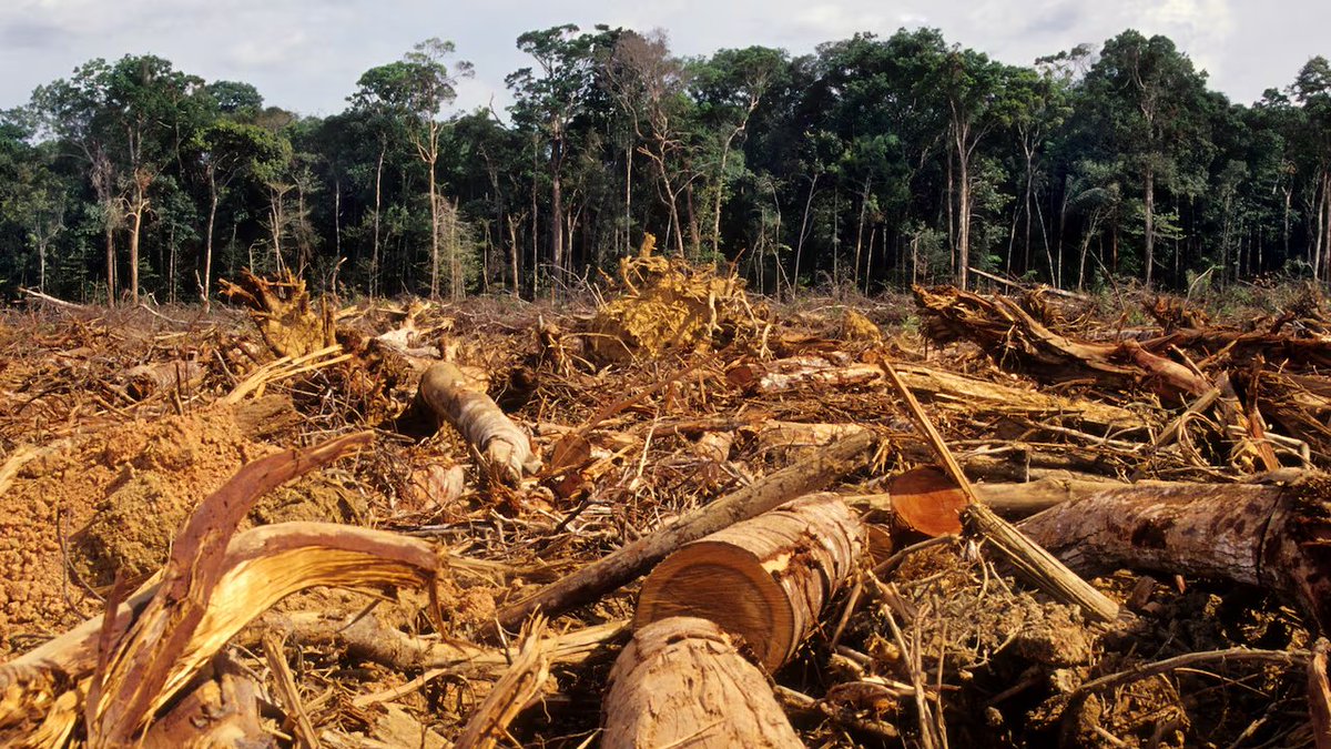 RevistaSemana's tweet photo. #Nación | 🔴 En vivo COP16 | Deforestación le ha robado 125.745 hectáreas a los Parques Naturales de Colombia; preocupante informe. https://t.co/6SkLibT981 https://t.co/ZntQbkbxYX