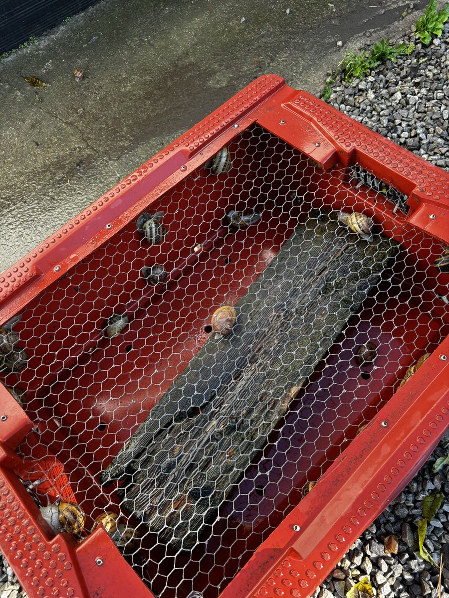 Rodillian tweet media