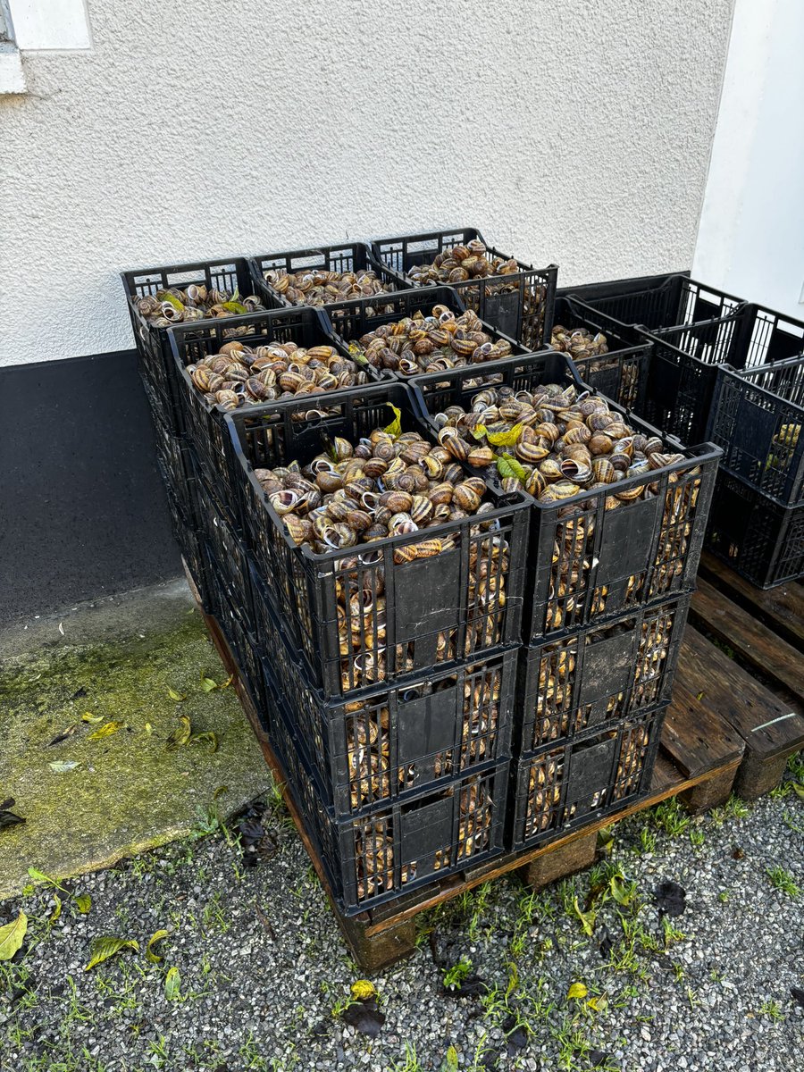 Rodillian tweet media