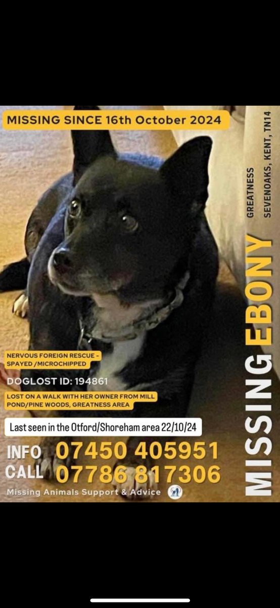 MantleHazel's tweet photo. #Ebony has only been in the UK for a few days.  She is a #Ukrainian #rescue #DOGS  #Missing after slipping her lead last week. 
Spotted in Shoreham last night
If you are in #Kent #driving please keep an eye out.
She is sleeping during the day and moving at night.

😢🤞🙏🐕‍🦺💔🇺🇦 https://t.co/oTVlWwKOQl