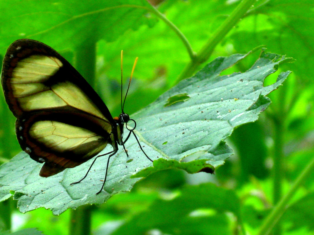 Högre ambitioner och konkreta åtgärder behövs på #COP16 i Cali Colombia. Sverige &amp; Sida driver på för att stoppa förlusten av biologisk mångfald och skydda ekosystemen. Genom strategiska partnerskap och mobilisering av kapital kan utvecklingen vända.

sida.se/om-sida/nyhete…
