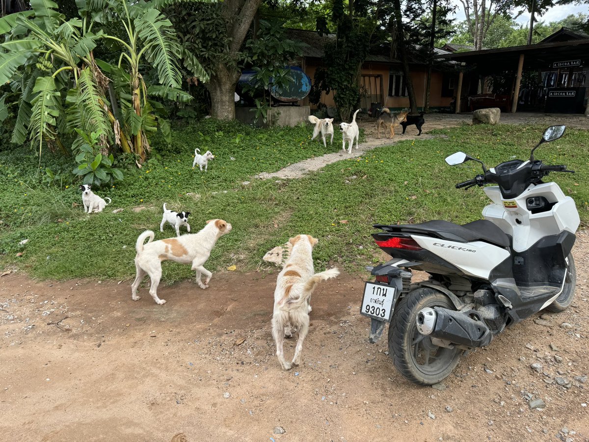 Niall Harbison tweet media