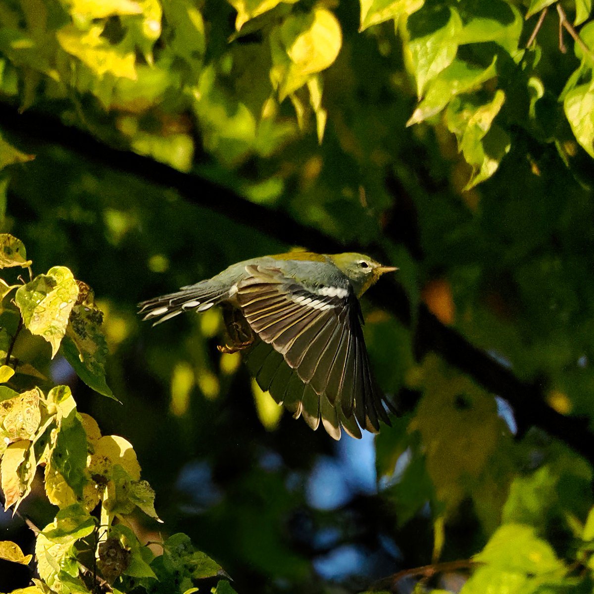 Above96th's tweet photo. πππ©Ά Spotted a passel of Parulas along Central Park's Harlem Meer this morning. I've always thought Northern Parulas were among the best-looking warblers! And to think these little guys are all on their way to Mexico or the Caribbean! #Parula #CentralPark #birdcpp https://t.co/ZJaZ50TjMG