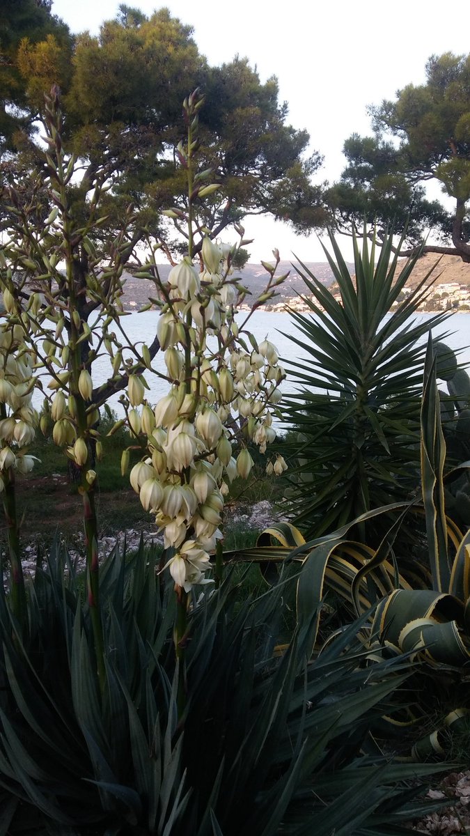 Dobar i ugodan dan svima!!!😛