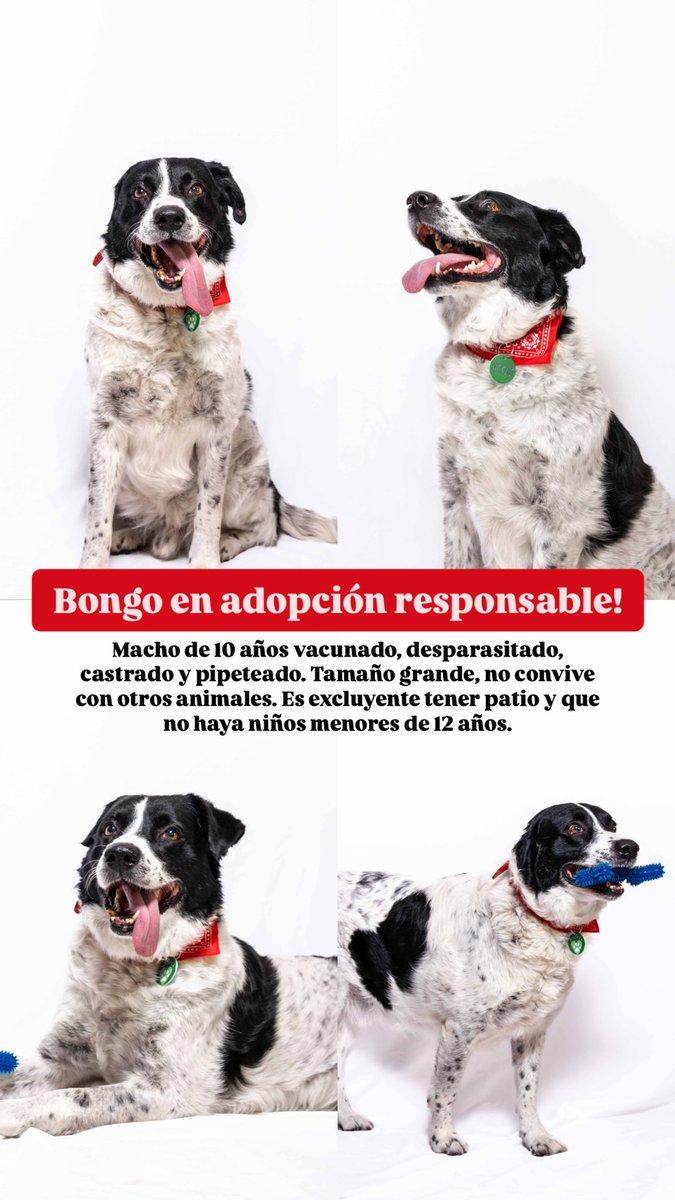 AdoptaHuellas's tweet photo. NECESITAMOS DIFUSIÓN PARA CONCRETAR ADOPCIONES. ZONA NORTE, CAPITAL FEDERAL, LA PLATA!!

Estos son nuestros perros adultos que están listos para ser adoptados, hace mucho tiempo esperan un hogar. Si queres más informacion comunícate por whatsapp 3487 616987! 🫶🏻 https://t.co/mjOd43Qstp