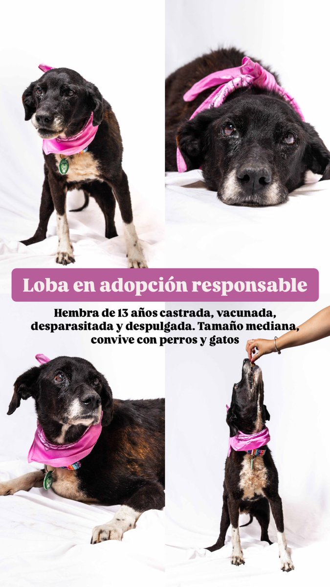 NECESITAMOS DIFUSIÓN PARA CONCRETAR ADOPCIONES. ZONA NORTE, CAPITAL FEDERAL, LA PLATA!!

Estos son nuestros perros adultos que están listos para ser adoptados, hace mucho tiempo esperan un hogar. Si queres más informacion comunícate por whatsapp 3487 616987! 🫶🏻