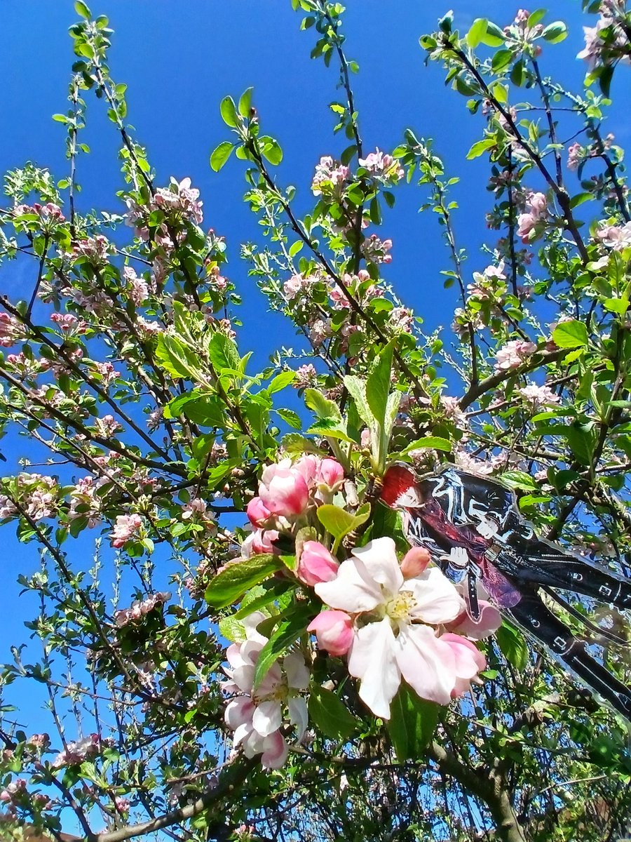 usage500's tweet image. 何度も春をお届けしちゃうの🙂

なんの花かわかるかな？②
 #XY_GAI
#SpringinAustralia
#forXYpic