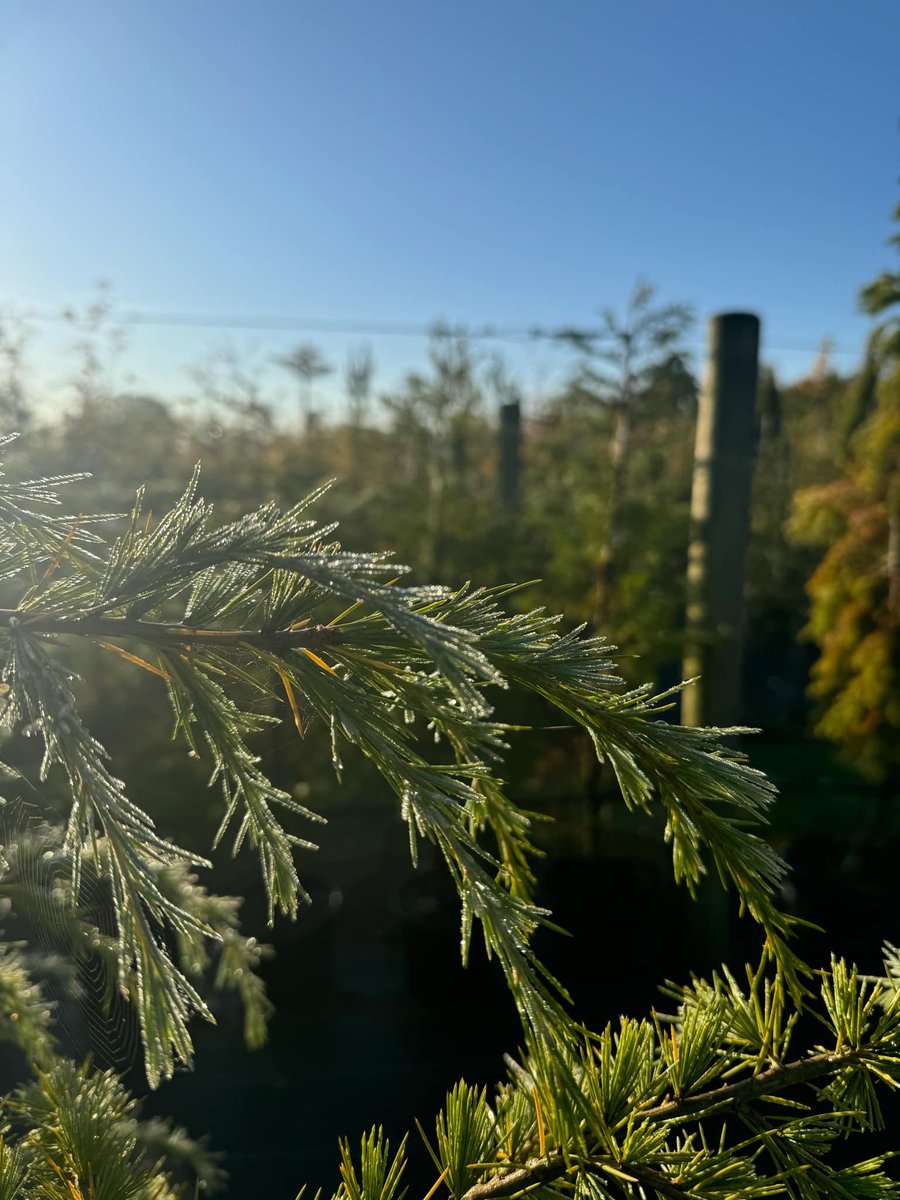 Our Cash and Carry is looking glorious, with wonderful plants, joyous #autumncolour and great prices!

Remember, our Cash&amp;Carry sale ends on the 31st of October, so don’t delay and grab a bargain today.
 
Mon-Fri. CV23 9QQ. Terms and conditions apply.