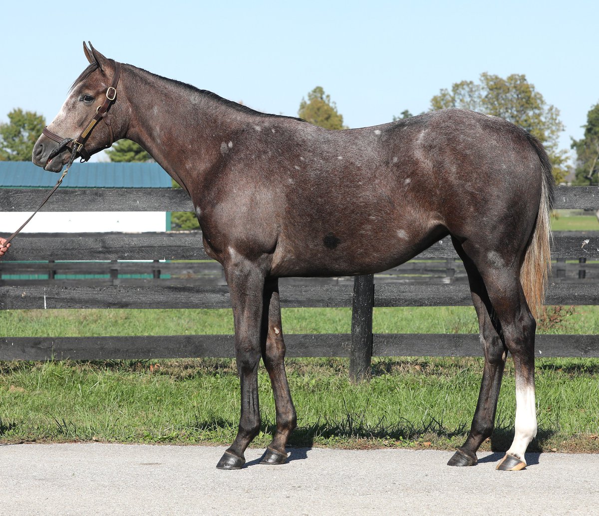 FTCBreds's tweet photo. New York Breds !! Selling Hip # 420 &amp; Hip # 519 Tuesday October 22nd at Fasig-Tipton October Yearling Sale. By Hot sires Game Winner and Volatile. @nytbreeders @LanesEndFarms @ThreeChimneys1 https://t.co/crTG4Q38up