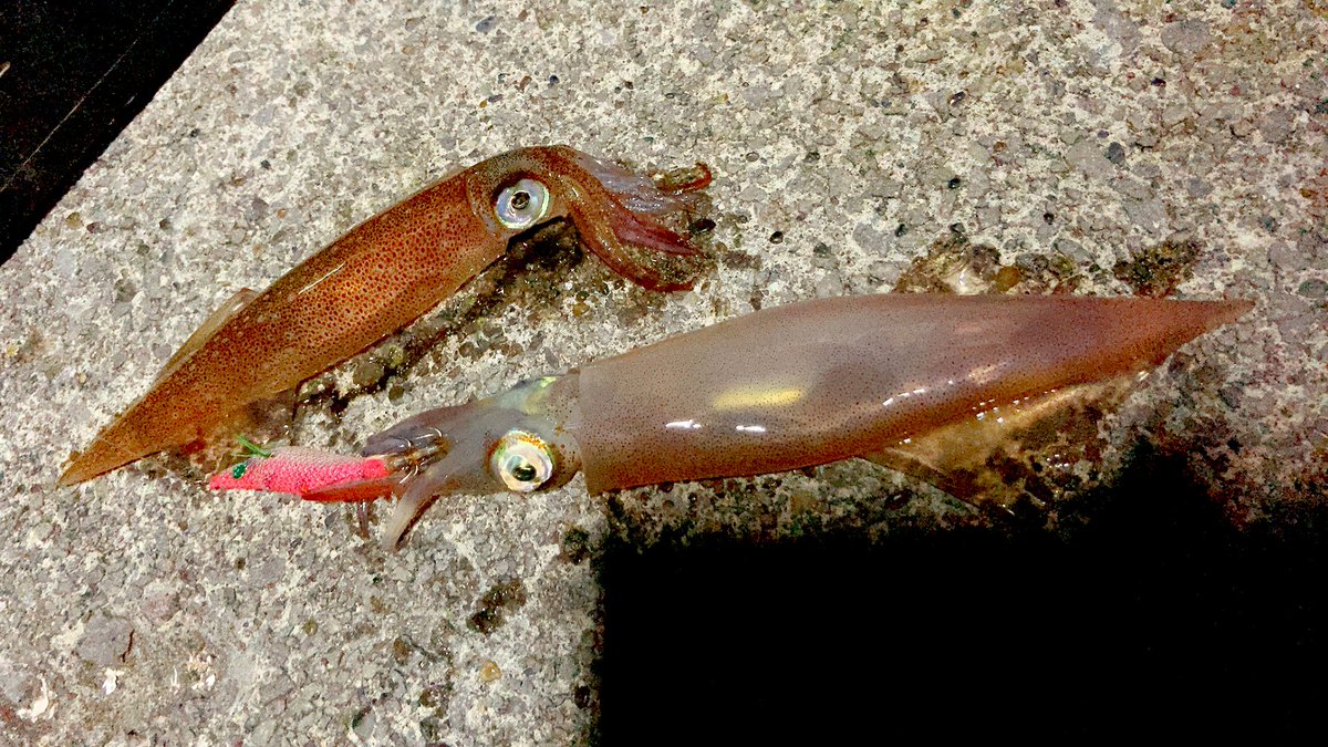 ヤリイカ入れ食い🦑