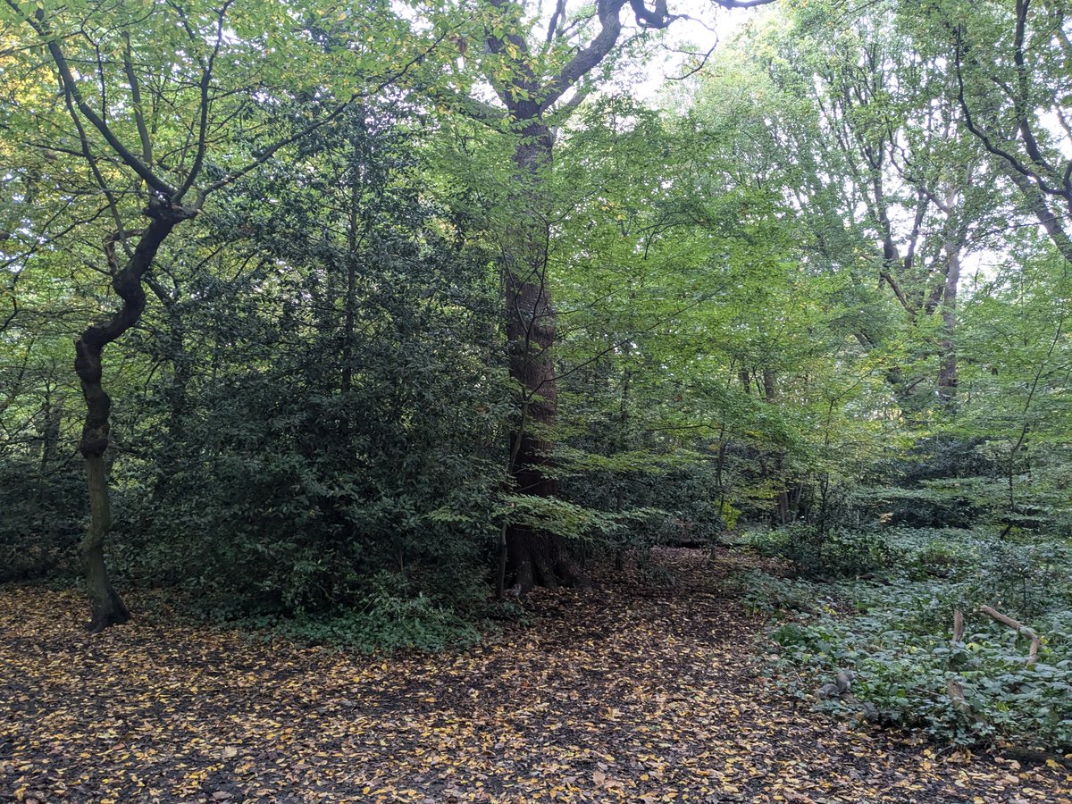Autumn in Highgate Wood 🍂, where the Roman potters once crafted their pottery nearly 2,000 years ago.