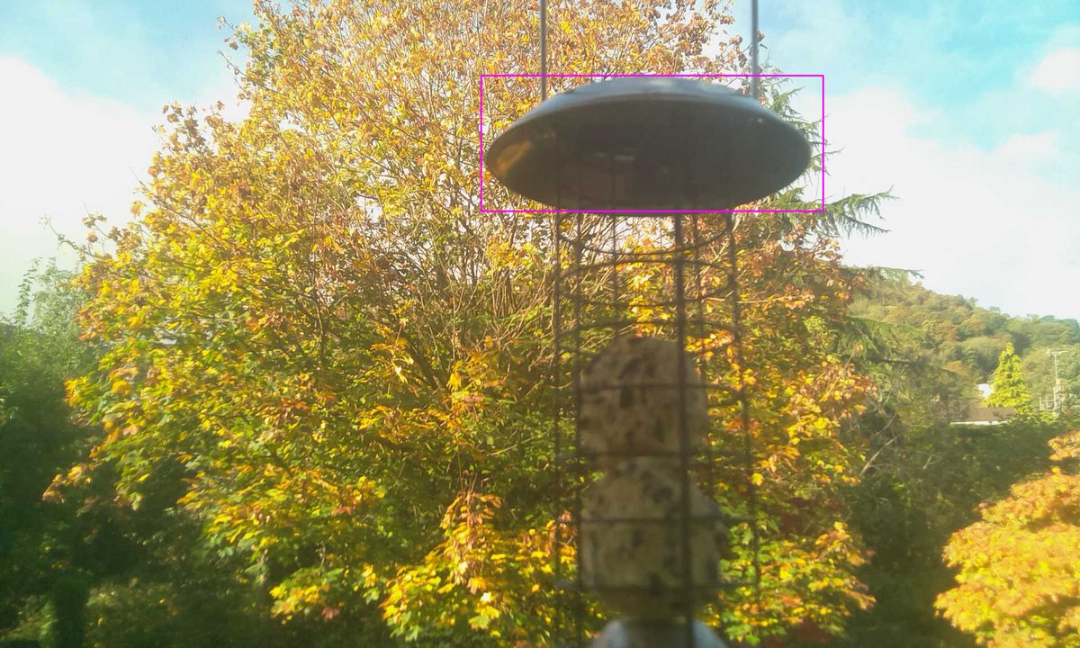 I saw 1 harmonious BlueTit. #birdbot 🐦
