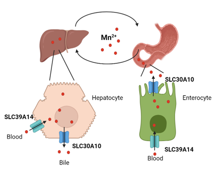 Karin Tuschl (@karintuschl) on Twitter photo 🚨Job alert🚨 Looking for an experienced RA to support a translational mRNA study in mice to treat inherited manganese transporter defects. Excited to be working with <a href="/ProfAhadRahim/">Ahad Rahim</a> and <a href="/JBaruteau37171/">JulienBaruteau</a> . Come and join @GGM_ICH - amazing place to work! ucl.ac.uk/work-at-ucl/se… 🚨Job alert🚨 Looking for an experienced RA to support a translational mRNA study in mice to treat inherited manganese transporter defects. Excited to be working with <a href="/ProfAhadRahim/">Ahad Rahim</a> and <a href="/JBaruteau37171/">JulienBaruteau</a> . Come and join @GGM_ICH - amazing place to work! ucl.ac.uk/work-at-ucl/se…