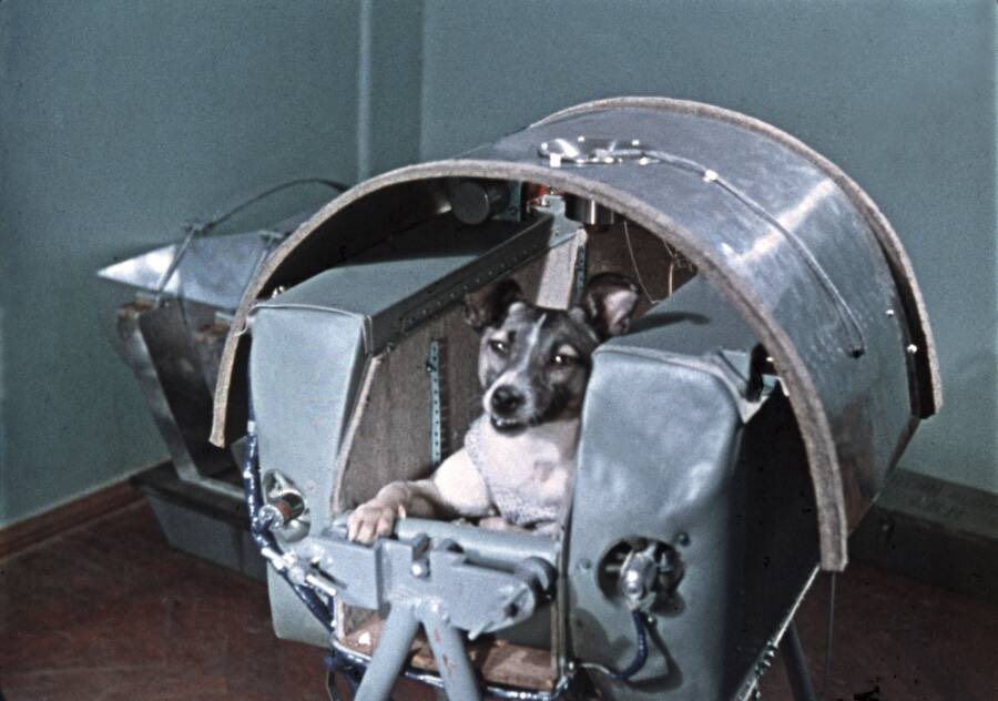 Hanyewhock's tweet photo. @historyinmemes Laika had actually survived only about five to seven hours after liftoff before dying of overheating and panic. It was belatedly made known that Laika's pulse rate, which had been measured with electrodes, tripled during takeoff and only came down somewhat during weightlessness. https://t.co/B89KeB5hk2