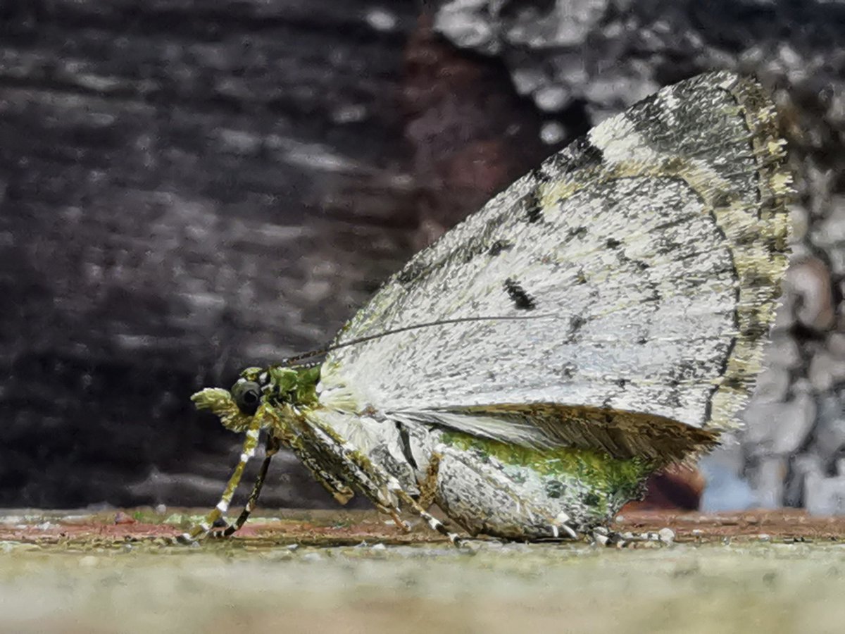 Romper of a Red-green Carpet on the wall last night too ~ eyepoppingly fresh above &amp; gorgeously subtle below too.
#cleymothobs