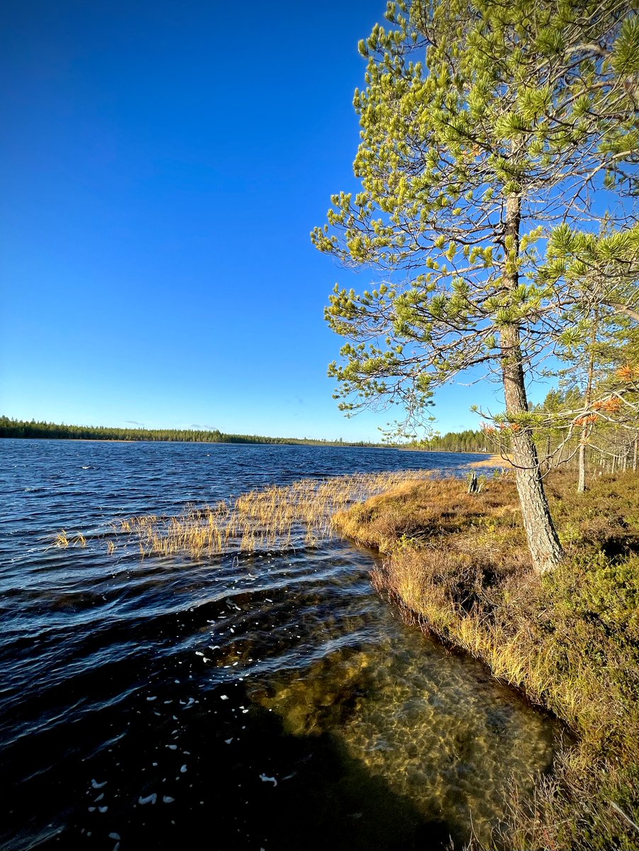 Lokakuu #October #sunshine #lake #autumn #laplandfinland #nature #outdoor #freshair #posio