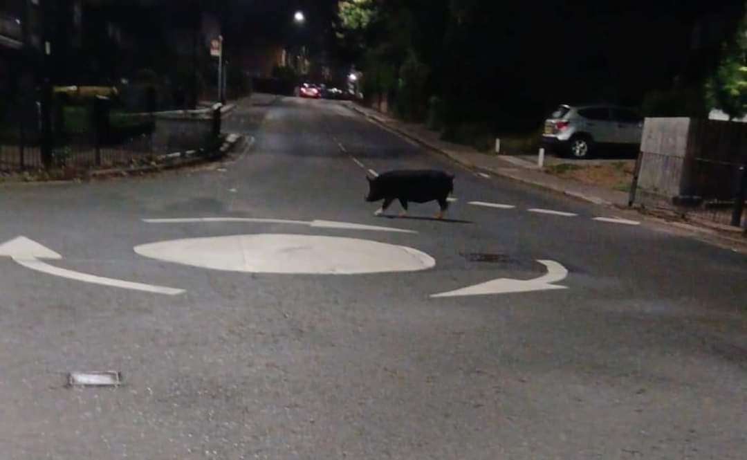 gingerbirdevans's tweet photo. I just love waking up to this story! Percy Pig wandering lost on the streets of Enfield ! Priceless anyone lost a pig? #Piggate #peppapig #piglooseinEnfield #pigs #pigswillfly https://t.co/KDeY6n82TZ