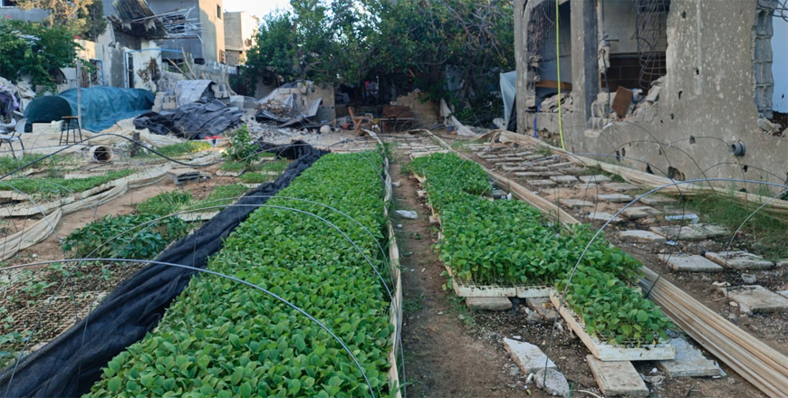 Helios_EM's tweet photo. El ejército de Israel ha asesinado a Yousef Abu Rabee y dos compañeros suyos mientras repartían plantones a sus vecinos en el norte de Gaza. 

Yousef era un agricultor que promovía la autonomía y soberanía alimentaria contra el hambre en mitad de los bombardeos. https://t.co/R7O5qZY92Q