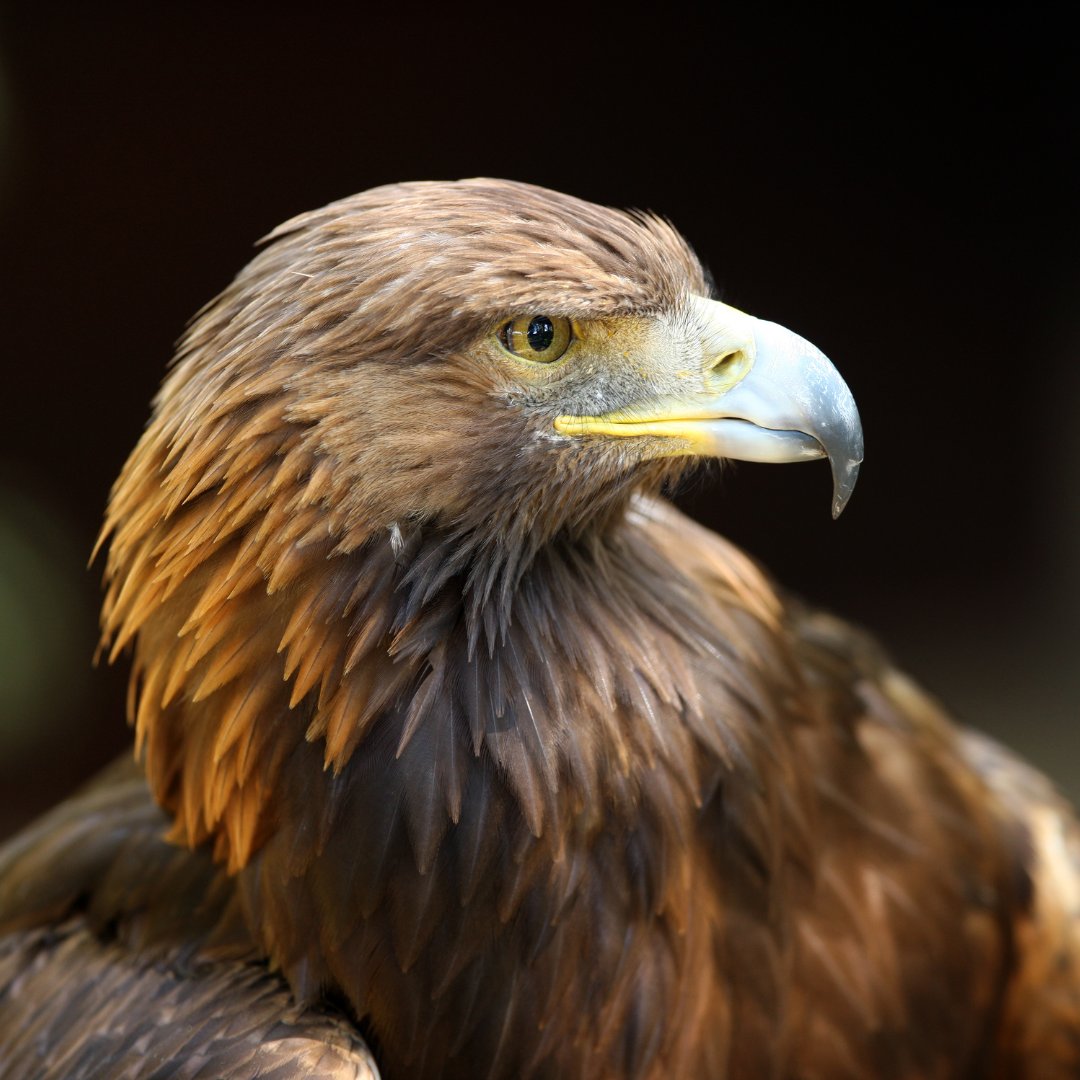 Biological Journal of the Linnean Society (@bioljlinnsoc) on Twitter photo Genomic analysis of #Endangered Golden Eagle populations revealed reduced genetic diversity, suggesting evidence of inbreeding & highlighting the importance of genetic reinforcement for island population #Conservation!
academic.oup.com/biolinnean/art…
<a href="/LinneanSociety/">The Linnean Society of London</a> <a href="/emilyhumble/">Emily Humble</a> Genomic analysis of #Endangered Golden Eagle populations revealed reduced genetic diversity, suggesting evidence of inbreeding & highlighting the importance of genetic reinforcement for island population #Conservation!
academic.oup.com/biolinnean/art…
<a href="/LinneanSociety/">The Linnean Society of London</a> <a href="/emilyhumble/">Emily Humble</a>