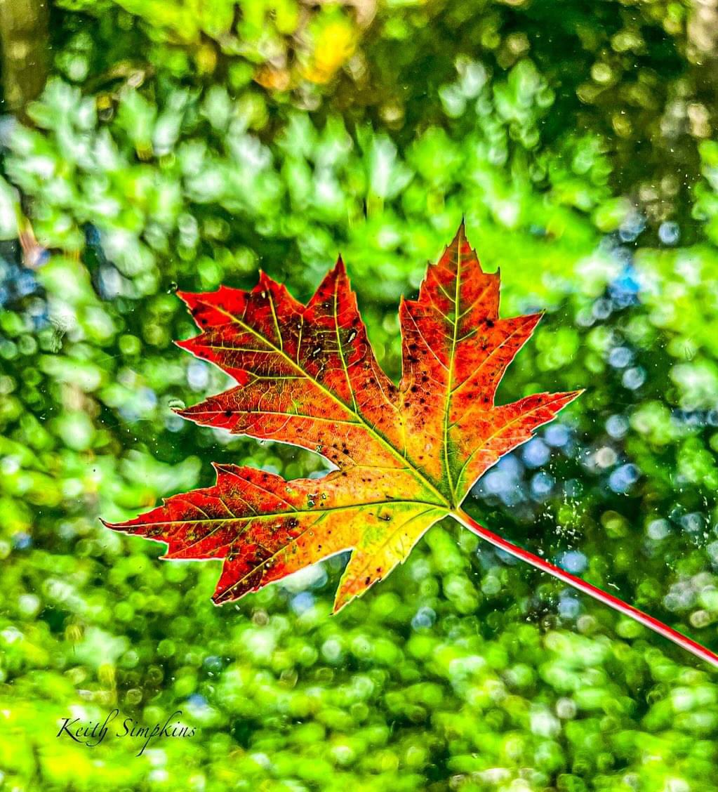 KeithSimpkins37's tweet photo. https://t.co/qq0GuiDU3h

Like and share, thank you!

Follow me @ https://t.co/mXSKY3Z8Sd 
#green #autumn #leaves #travelphotography #outdoors #beautifuldestinations #picoftheday #photography #photooftheday #landscapephotography #digitalart #phototoartist https://t.co/w3ZsMVRHQV
