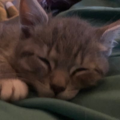 PoloIsSwoolish's tweet image. Anyway, I&apos;ll be very inactive on #Xwitter today because there&apos;s a good 97% chance I will get spoiled on something and I can&apos;t have that