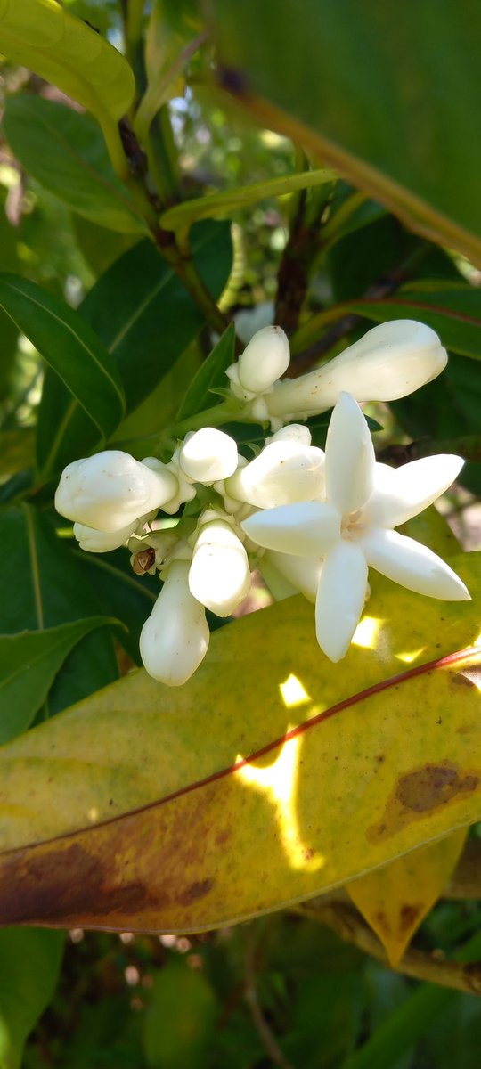 TiNAT_Bio's tweet photo. Losto café, endémique Réunion ! En pleine période de floraison en ce moment... Un parfum délicieux... Gaertnera vaginata, plants dispo à la Pépinière TiNAT https://t.co/26ktNOh0uB