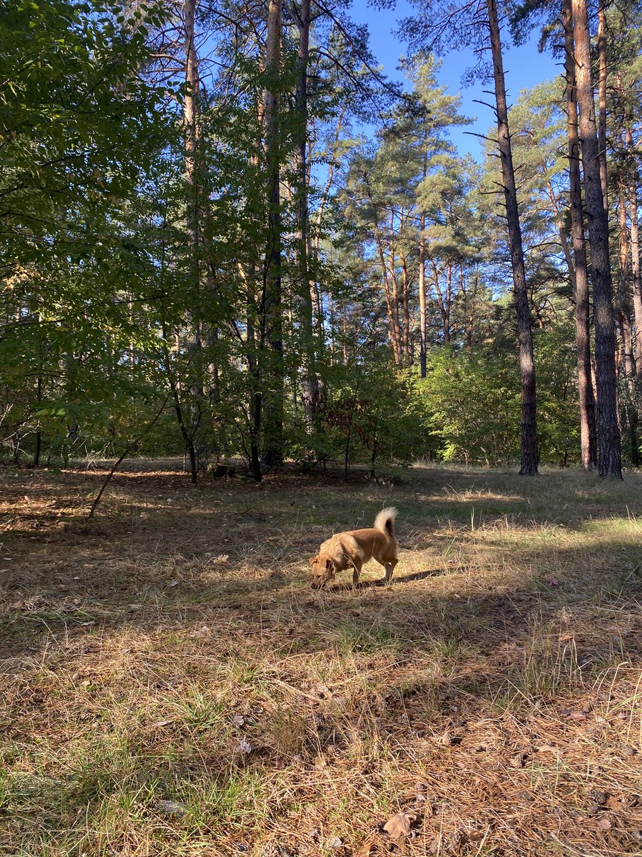 купили машину щоб возити собачок і себе в ліс та парки