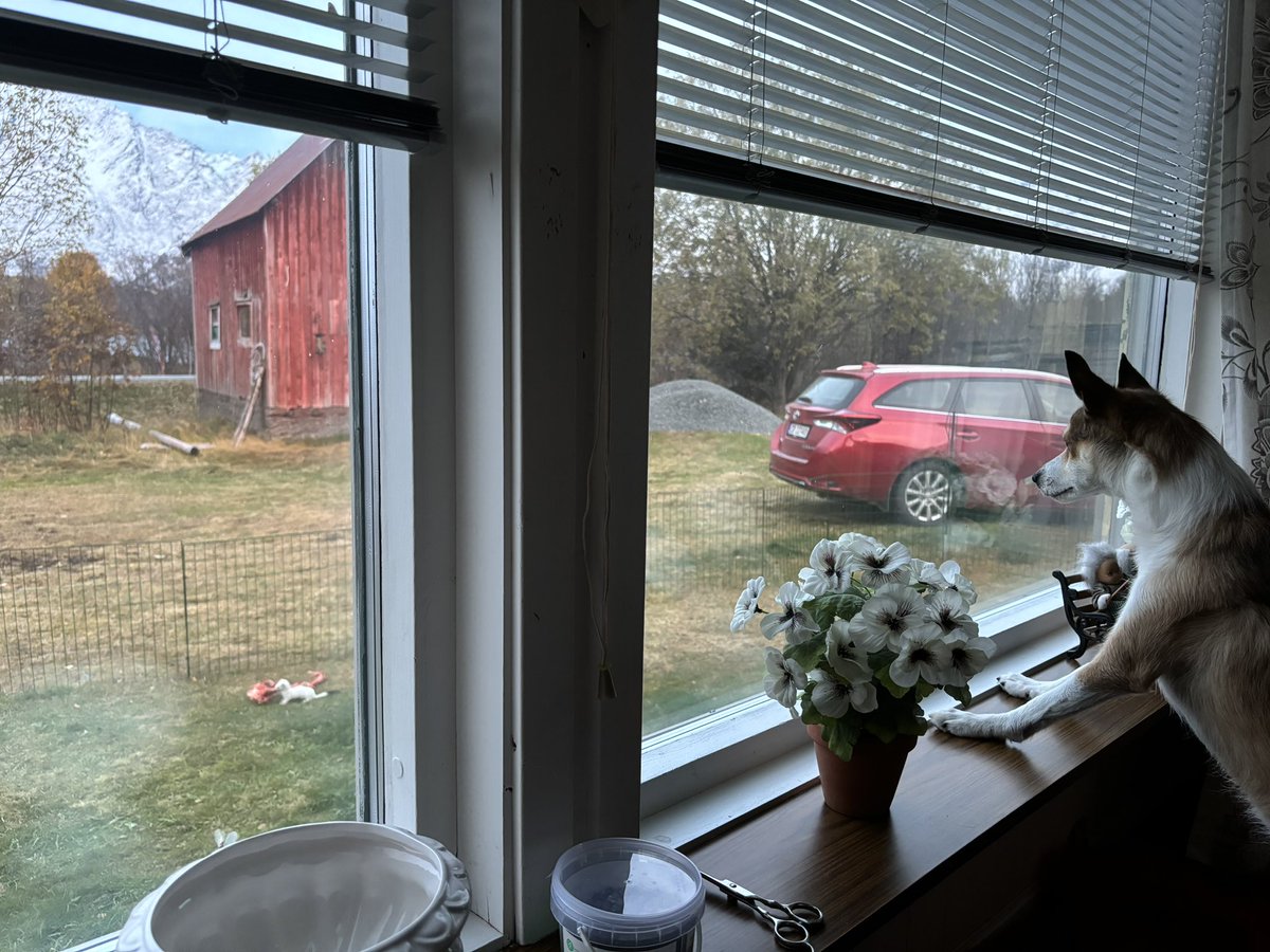 Crazy_Fur_Mama's tweet photo. @KatieSanders238 Life in the countryside. My boy watching someone stealing his yummy treat. 😱 https://t.co/vVh4ppVyBt