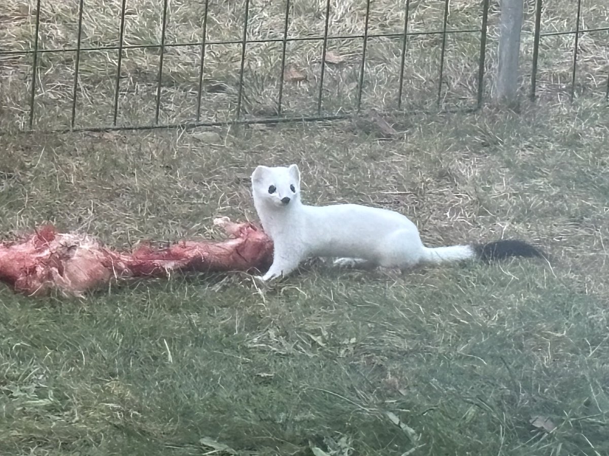 Crazy_Fur_Mama's tweet photo. @KatieSanders238 Life in the countryside. My boy watching someone stealing his yummy treat. 😱 https://t.co/vVh4ppVyBt