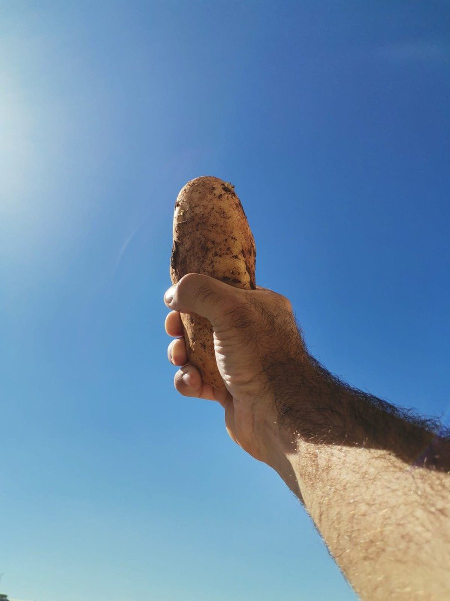 DERUGGEDDOJO's tweet image. 🤝 we will run a 🥔 contest later...people can enter by showing support to any meme/coin/token/emoji they want...PRIZE will be in 🥔 and there will be also a wallet where any project can add to the PRIZE...if the value goes over 150 USD then we will have 2 winners...if it goes…